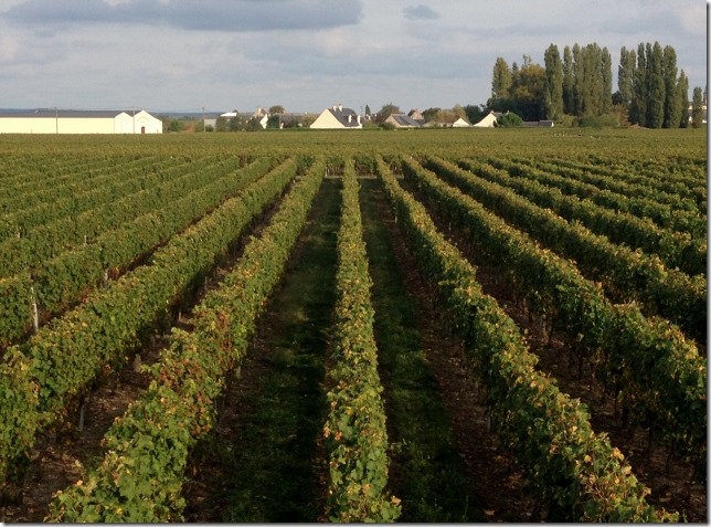 2014-10-11 Loire Valley - Saumur to Azay-Le-Rideau (25) (640x473)