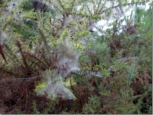 2014-10-16 Ile d'Oleron (4) (640x478)