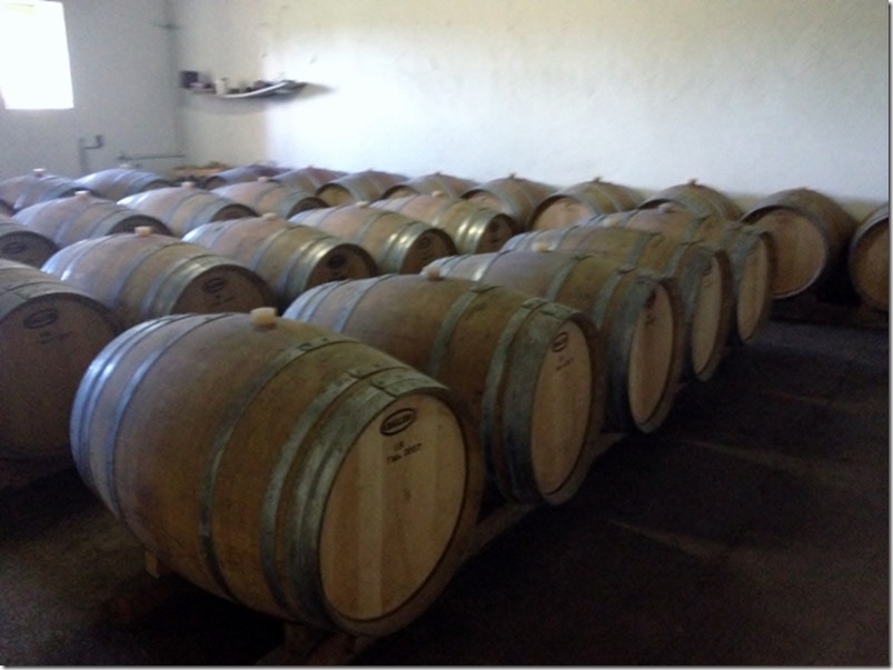 2014-10-18 Bordeaux Graves vineyards (24) (640x480)