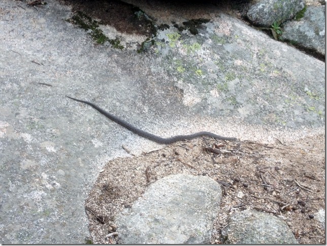 2014-11-25 La Pedriza circuit–a trek to remember (41) (640x480)